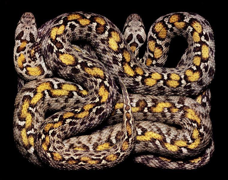 หลากสีสันความงามบนตัวงู