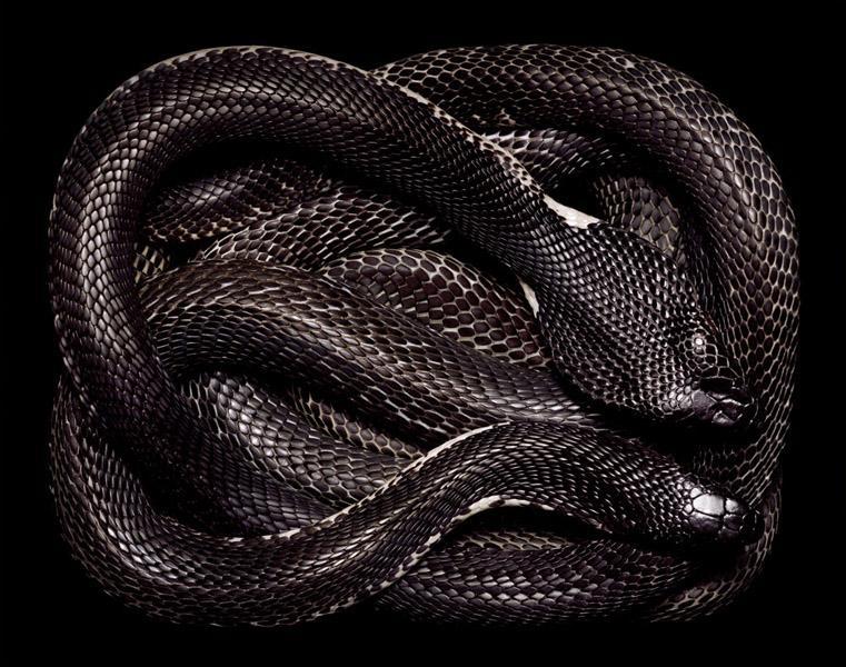 หลากสีสันความงามบนตัวงู