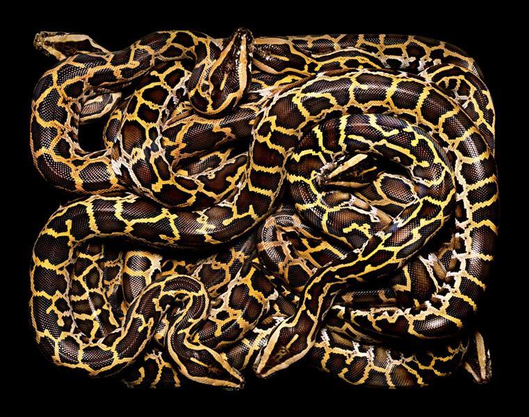 หลากสีสันความงามบนตัวงู