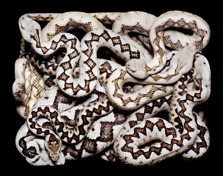 หลากสีสันความงามบนตัวงู