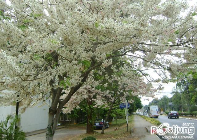 ดอกไม้บานที่ ม.ขอนแก่น