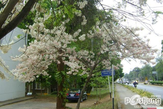 ดอกไม้บานที่ ม.ขอนแก่น