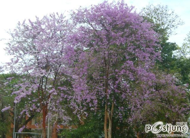ดอกไม้บานที่ ม.ขอนแก่น