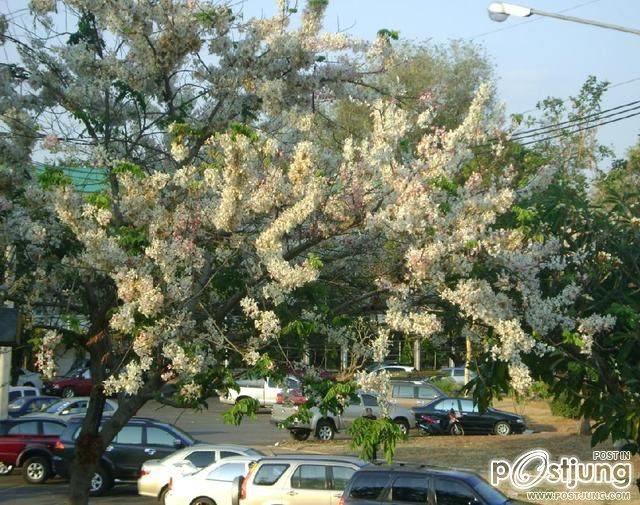 ดอกไม้บานที่ ม.ขอนแก่น