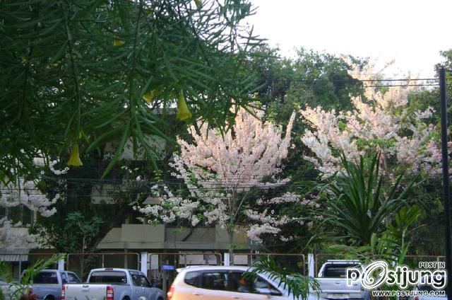 ดอกไม้บานที่ ม.ขอนแก่น