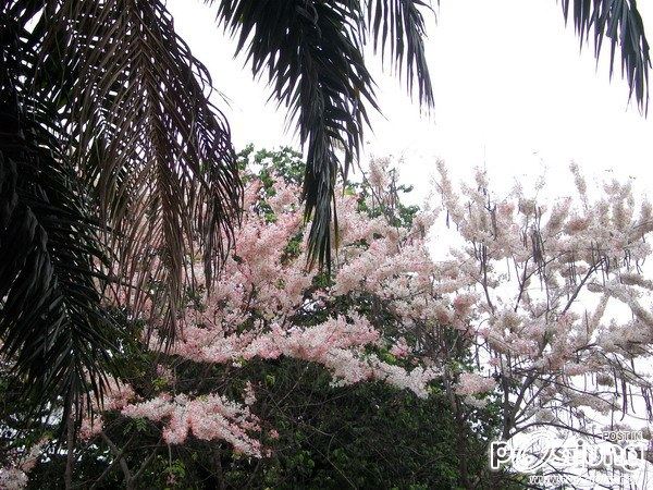 ดอกไม้บานที่ ม.ขอนแก่น