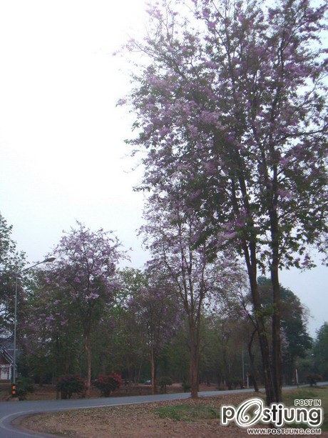 ดอกไม้บานที่ ม.ขอนแก่น