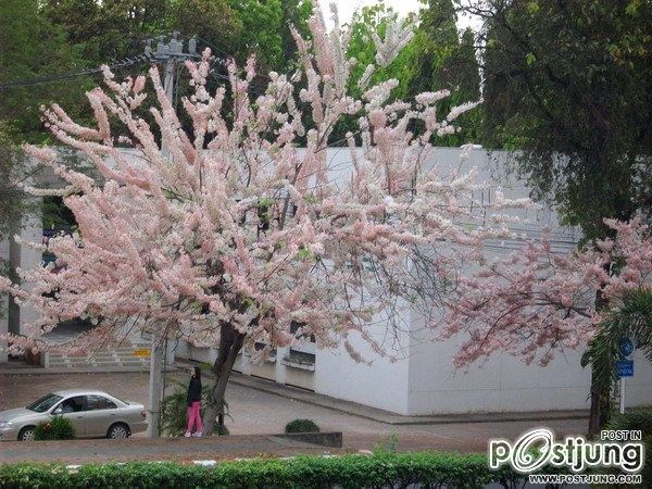 ดอกไม้บานที่ ม.ขอนแก่น