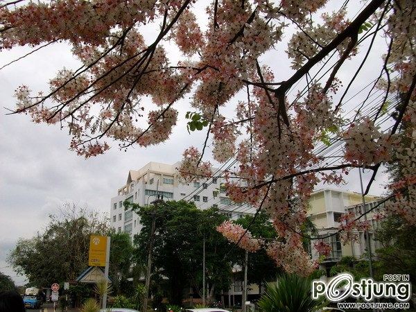 ดอกไม้บานที่ ม.ขอนแก่น