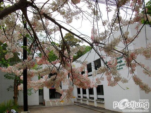 ดอกไม้บานที่ ม.ขอนแก่น