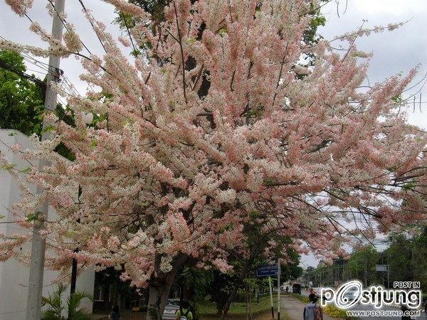 ดอกไม้บานที่ ม.ขอนแก่น