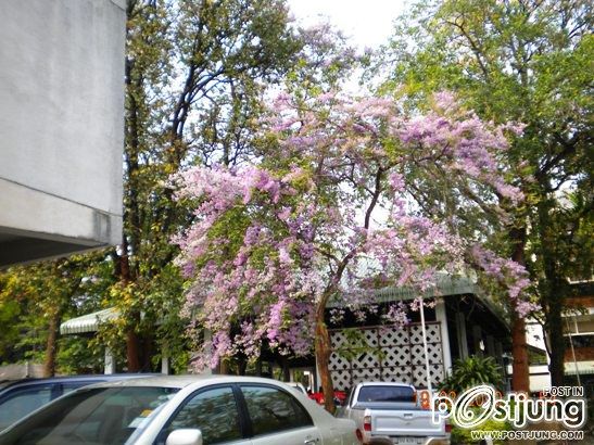 ดอกไม้บานที่ ม.ขอนแก่น