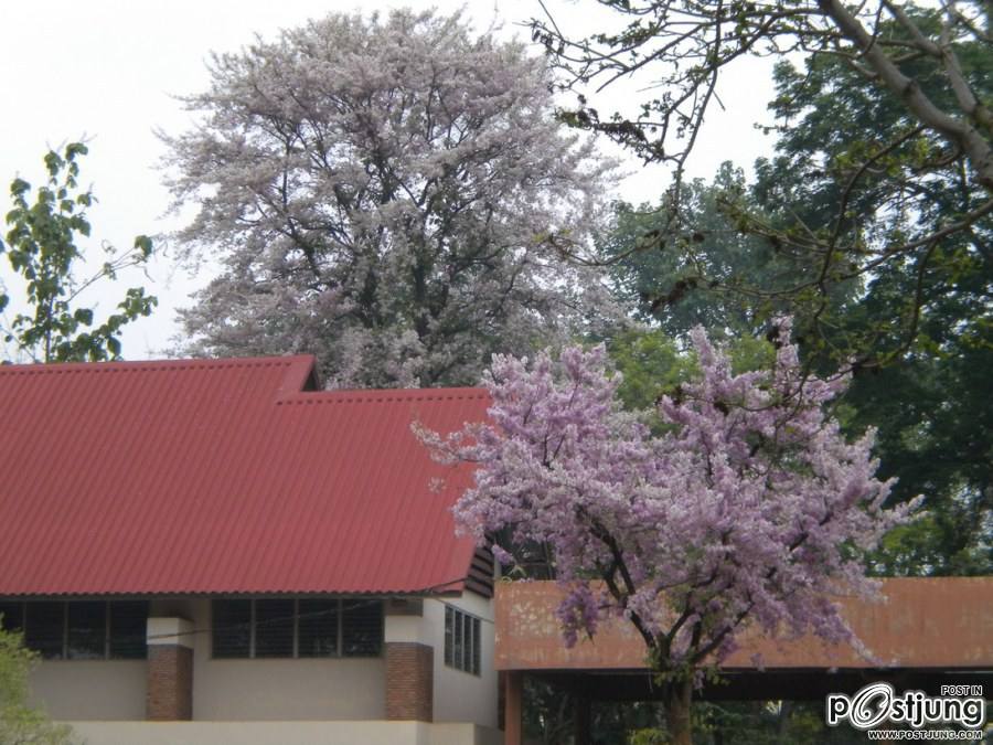 ดอกไม้บานที่ ม.ขอนแก่น