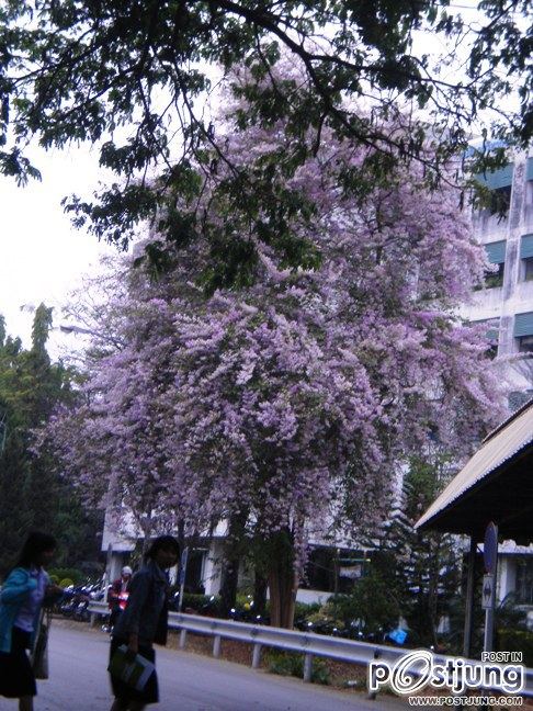 ดอกไม้บานที่ ม.ขอนแก่น