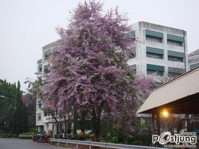 ดอกไม้บานที่ ม.ขอนแก่น
