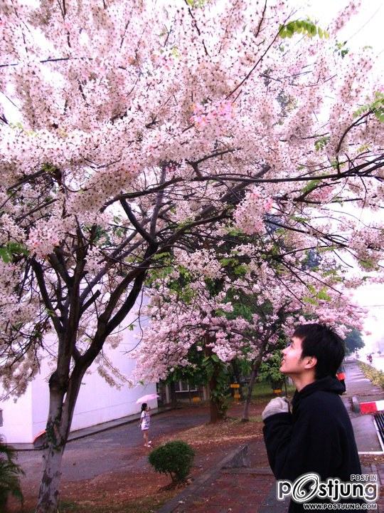 ดอกไม้บานที่ ม.ขอนแก่น