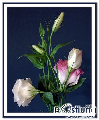 Lysianthus ดอกไม้คล้ายๆดอกกุหลาบ>.<