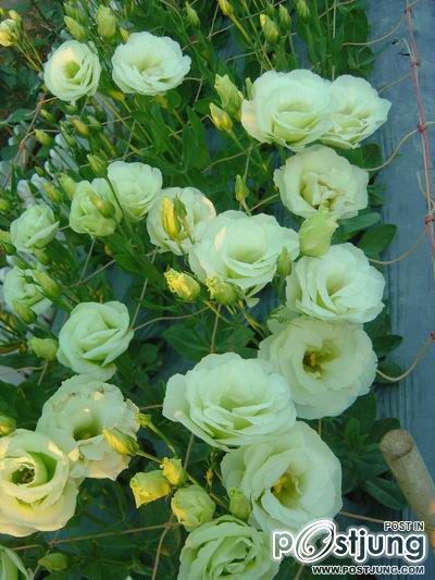 Lysianthus ดอกไม้คล้ายๆดอกกุหลาบ>.<