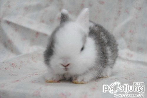 กระต่ายน่ารักๆของน้ำตาล