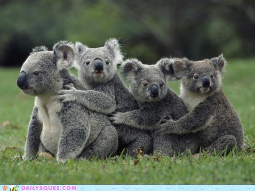 รวมภาพสัตว์สวยงามทั้งดุร้ายเเละน่ารักมาให้ดูคราบ