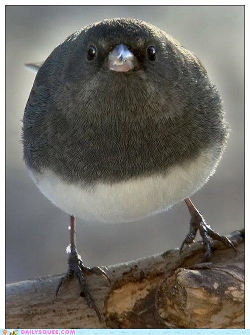 รวมภาพสัตว์สวยงามทั้งดุร้ายเเละน่ารักมาให้ดูคราบ