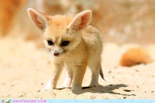 รวมภาพสัตว์สวยงามทั้งดุร้ายเเละน่ารักมาให้ดูคราบ