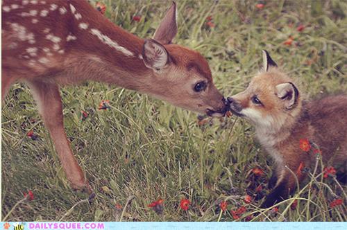 รวมภาพสัตว์สวยงามทั้งดุร้ายเเละน่ารักมาให้ดูคราบ