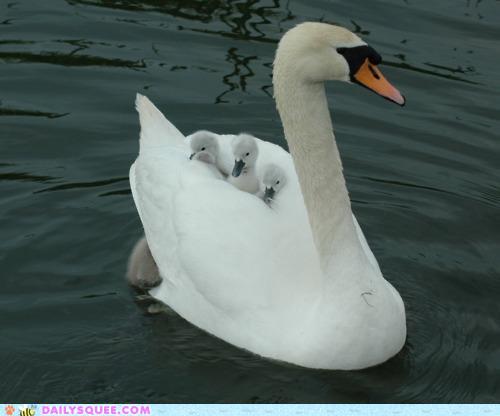 รวมภาพสัตว์สวยงามทั้งดุร้ายเเละน่ารักมาให้ดูคราบ