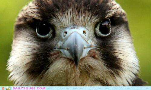 รวมภาพสัตว์สวยงามทั้งดุร้ายเเละน่ารักมาให้ดูคราบ