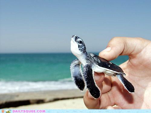 รวมภาพสัตว์สวยงามทั้งดุร้ายเเละน่ารักมาให้ดูคราบ