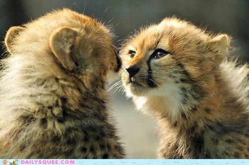 รวมภาพสัตว์สวยงามทั้งดุร้ายเเละน่ารักมาให้ดูคราบ