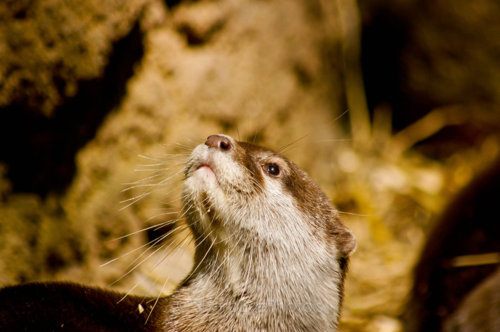 รวมภาพสัตว์สวยงามทั้งดุร้ายเเละน่ารักมาให้ดูคราบ