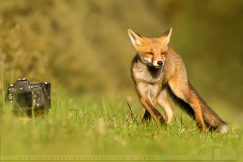 รวมภาพสัตว์สวยงามทั้งดุร้ายเเละน่ารักมาให้ดูคราบ