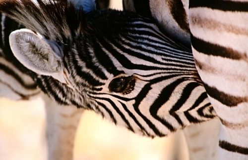 รวมภาพสัตว์สวยงามทั้งดุร้ายเเละน่ารักมาให้ดูคราบ