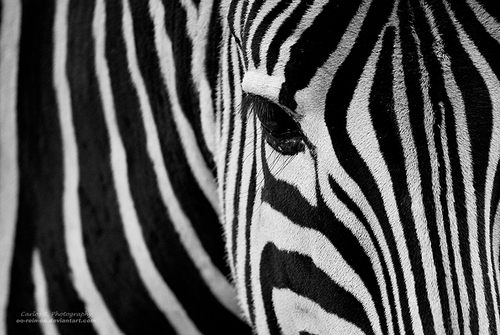 รวมภาพสัตว์สวยงามทั้งดุร้ายเเละน่ารักมาให้ดูคราบ