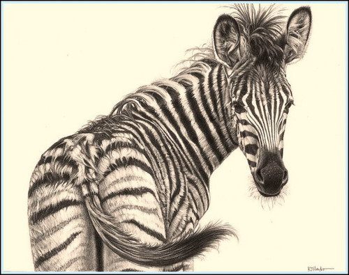 รวมภาพสัตว์สวยงามทั้งดุร้ายเเละน่ารักมาให้ดูคราบ