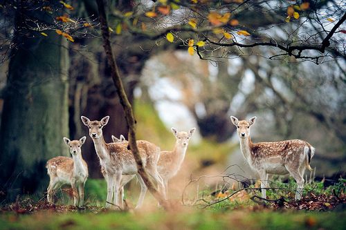 รวมภาพสัตว์สวยงามทั้งดุร้ายเเละน่ารักมาให้ดูคราบ