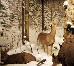 รวมภาพสัตว์สวยงามทั้งดุร้ายเเละน่ารักมาให้ดูคราบ