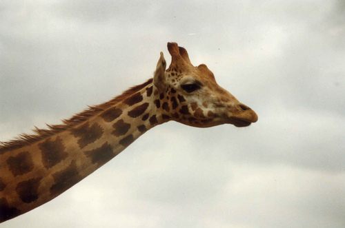 รวมภาพสัตว์สวยงามทั้งดุร้ายเเละน่ารักมาให้ดูคราบ