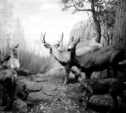 รวมภาพสัตว์สวยงามทั้งดุร้ายเเละน่ารักมาให้ดูคราบ