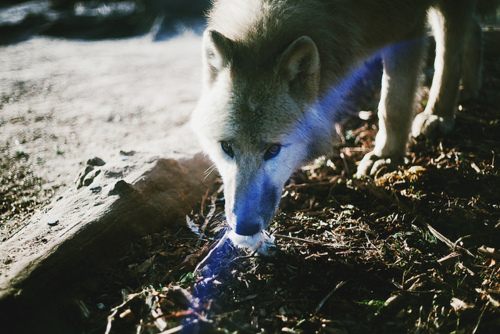 รวมภาพสัตว์สวยงามทั้งดุร้ายเเละน่ารักมาให้ดูคราบ