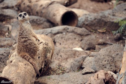 รวมภาพสัตว์สวยงามทั้งดุร้ายเเละน่ารักมาให้ดูคราบ