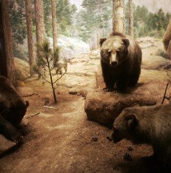 รวมภาพสัตว์สวยงามทั้งดุร้ายเเละน่ารักมาให้ดูคราบ