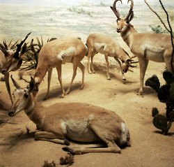 รวมภาพสัตว์สวยงามทั้งดุร้ายเเละน่ารักมาให้ดูคราบ