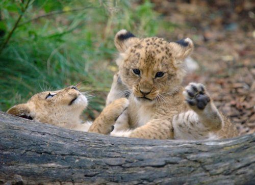 รวมภาพสัตว์สวยงามทั้งดุร้ายเเละน่ารักมาให้ดูคราบ