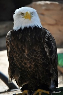 รวมภาพสัตว์สวยงามทั้งดุร้ายเเละน่ารักมาให้ดูคราบ