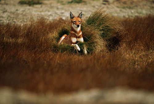 รวมภาพสัตว์สวยงามทั้งดุร้ายเเละน่ารักมาให้ดูคราบ