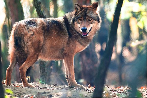 รวมภาพสัตว์สวยงามทั้งดุร้ายเเละน่ารักมาให้ดูคราบ