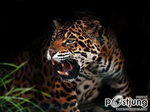 รวมภาพสัตว์สวยงามทั้งดุร้ายเเละน่ารักมาให้ดูคราบ