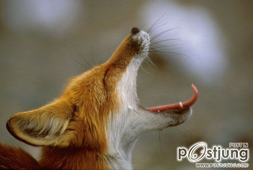 รวมภาพสัตว์สวยงามทั้งดุร้ายเเละน่ารักมาให้ดูคราบ